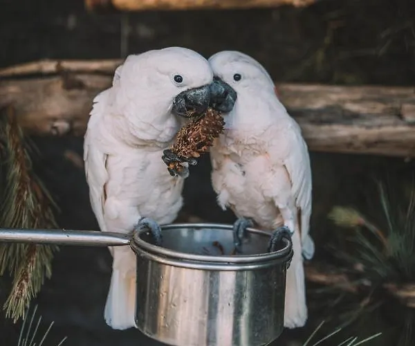 Quinta Torrinha Panorama 公寓 *